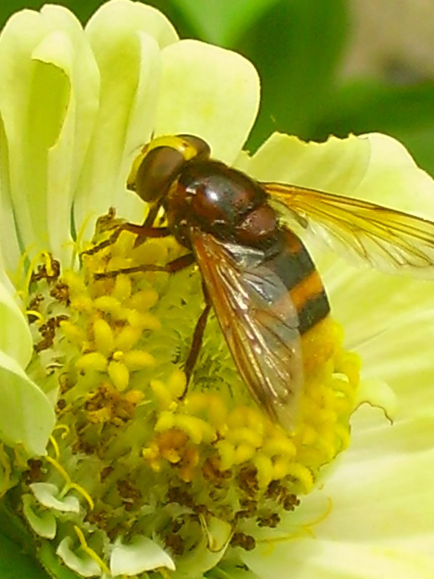 Volucella zonaria F. (Syrphidae)